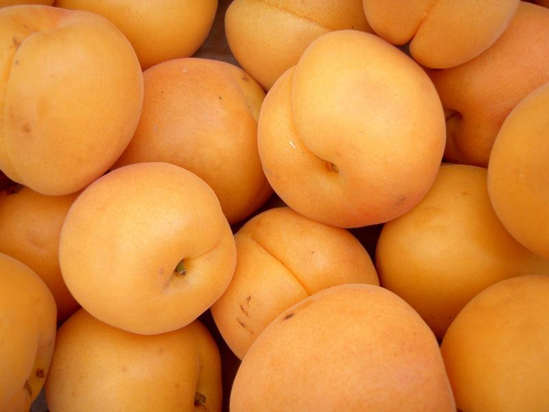 Aprikose