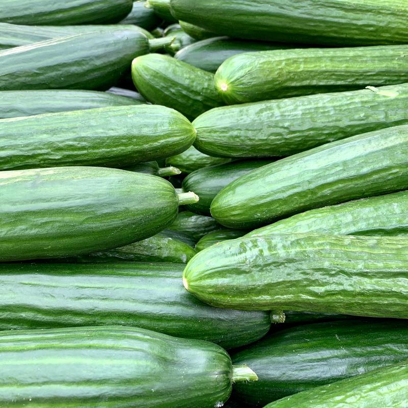 Salatgurken