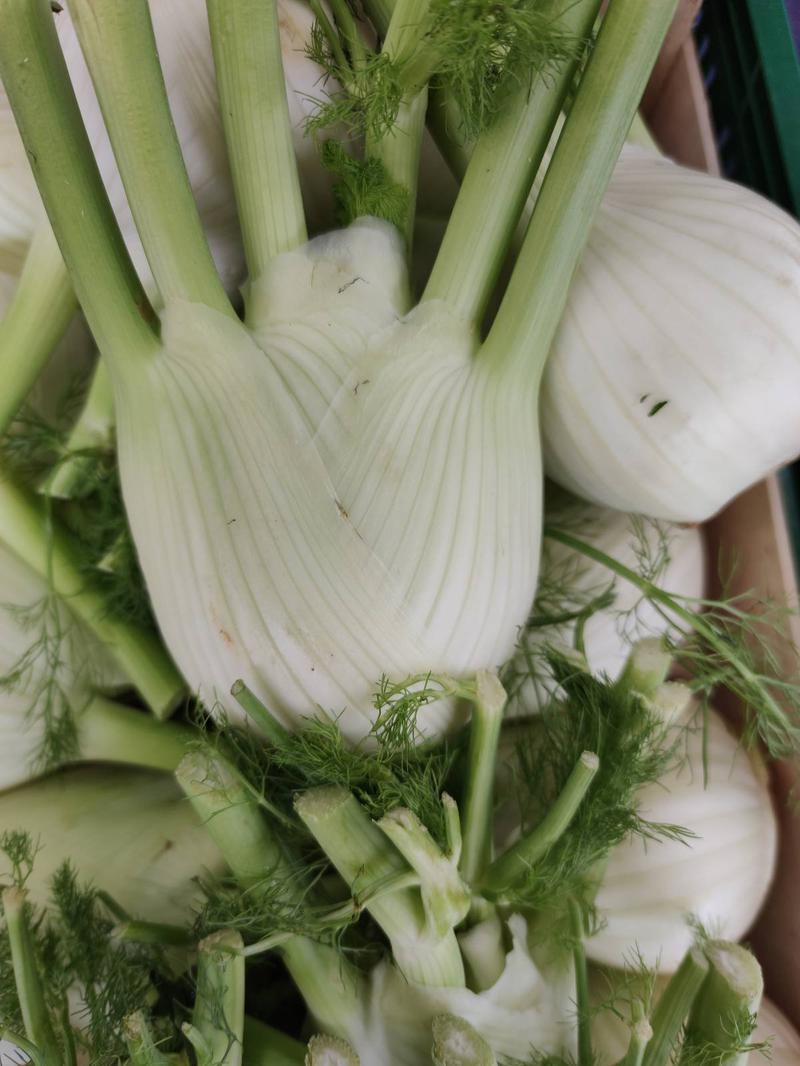 Fenchel