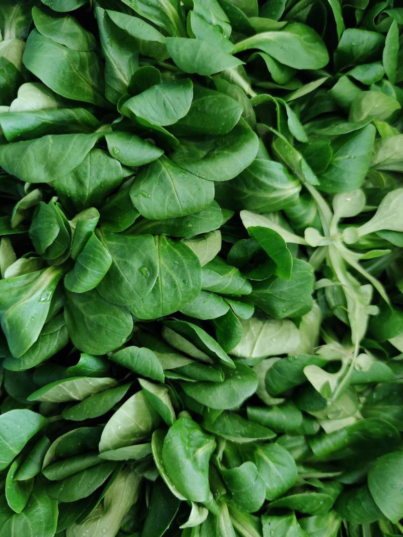 Feldsalat