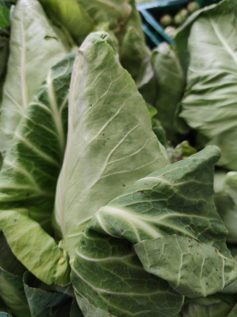Spitzkohl