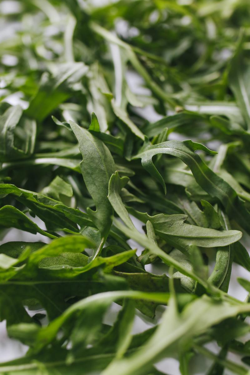 Rucola